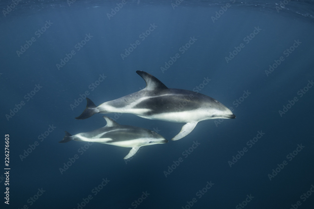 Obraz premium Dusky dolphins, Nuevo Gulf, Valdes Peninsula, Argentina.