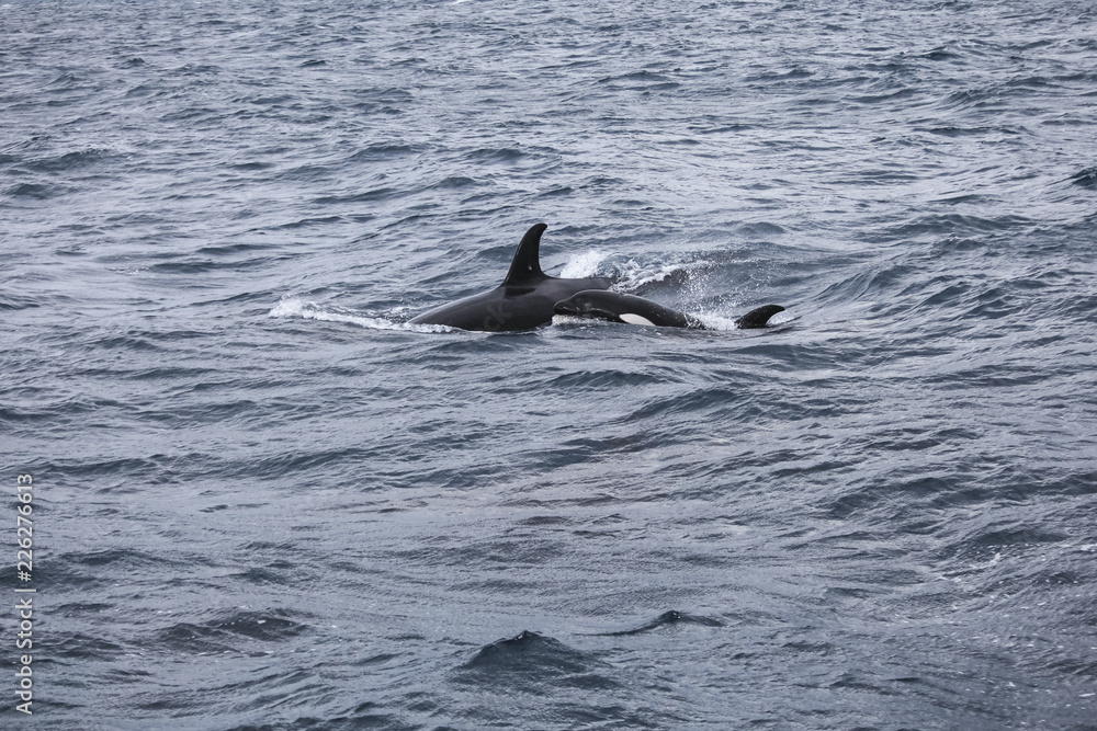 Fototapeta premium Orca Attacks Humpback Whale