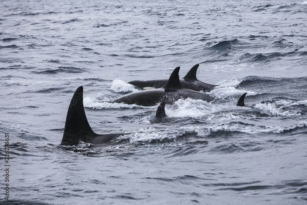 Obraz premium Orca Attacks Humpback Whale