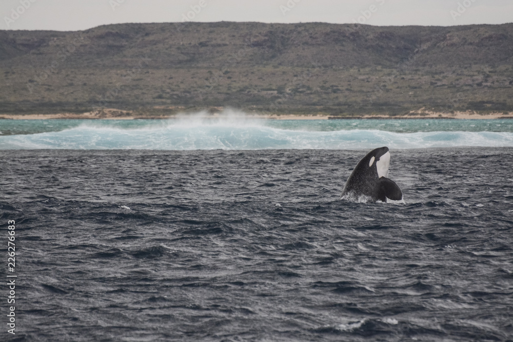 Fototapeta premium Orca Attacks Humpback Whale