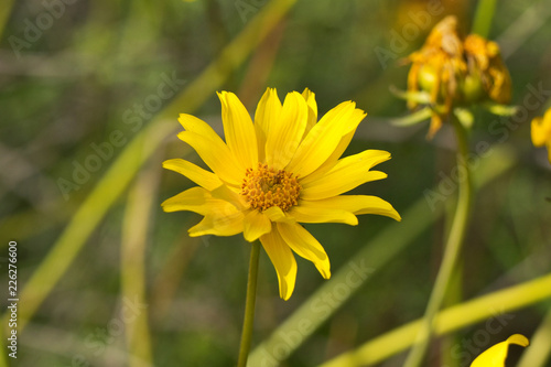 Yellow Wild Flower  A0485