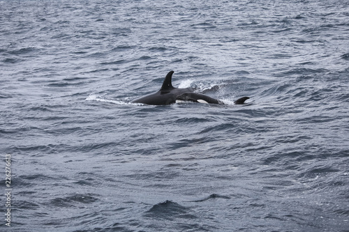 Orca Attacks Humpback Whale