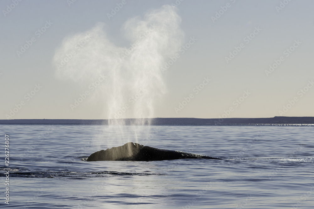 Naklejka premium Southern right whale exhaling at the surface, Nuevo Gulf, Valdes Peninsula, Argentina.