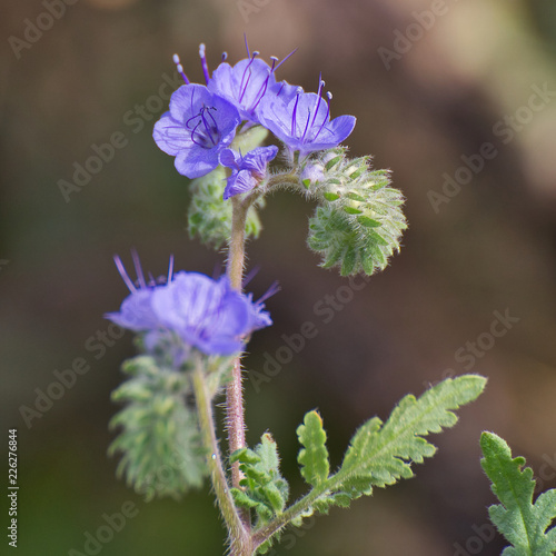 Purple Wild flowers 8B5747