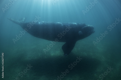 Southern right whale,  Nuevo Gulf,  Valdes Peninsula, Argentina. © wildestanimal