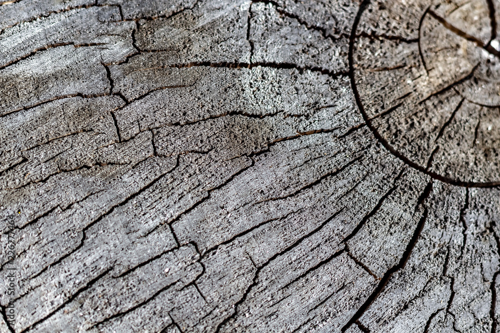 Close Up of the Face of an Aging Log Cut With a Chainsaw