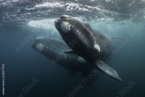Southern right whale and her calf,  Nuevo Gulf,  Valdes Peninsula, Argentina.