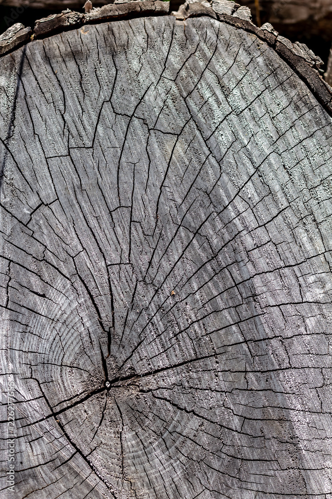 Close Up of the Face of an Aging Log Cut With a Chainsaw