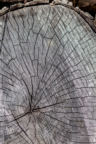 Obraz na płótnie Close Up of the Face of an Aging Log Cut With a Chainsaw w salonie