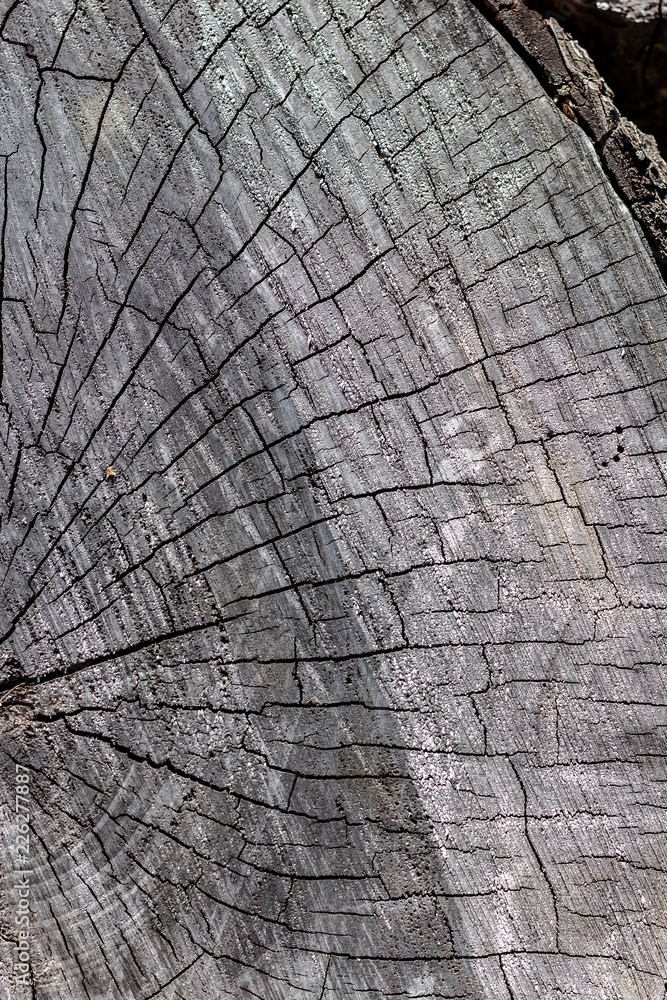 Close Up of the Face of an Aging Log Cut With a Chainsaw