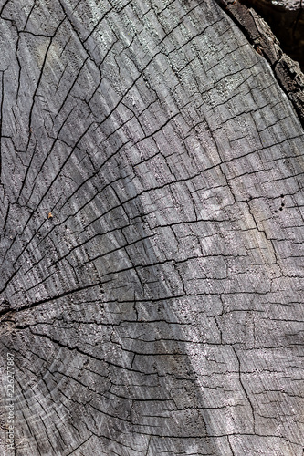 Obraz na płótnie Close Up of the Face of an Aging Log Cut With a Chainsaw w salonie
