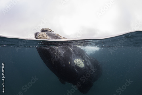 Fototapeta Naklejka Na Ścianę i Meble -  Southern right whale,  Nuevo Gulf,  Valdes Peninsula, Argentina.