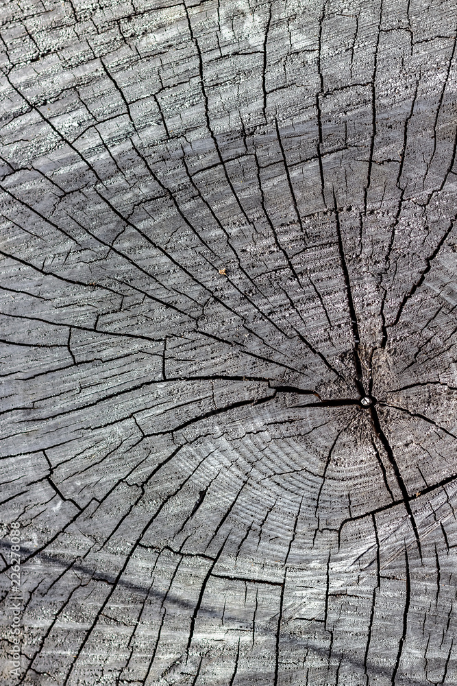 Close Up of the Face of an Aging Log Cut With a Chainsaw