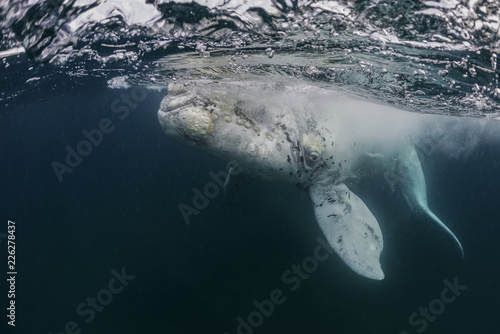 White southern right whale calf, Nuevo Gulf, Valdes Peninsula, Argentina.