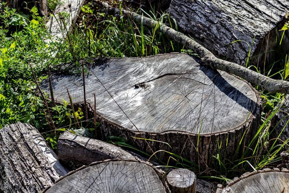 Close Up of the Face of an Aging Log Cut With a Chainsaw