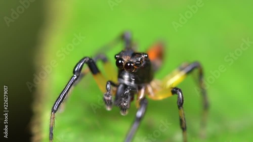 Wallpaper Mural Jumping spider (family Salticidae) on a leaf in the rainforest understory,  Ecuador. Jumping spiders have some of the best vision among arthropods and use it in courtship, hunting, and navigation. Torontodigital.ca