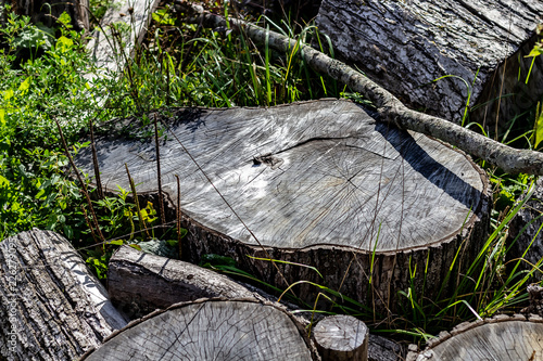 Obraz na płótnie Close Up of the Face of an Aging Log Cut With a Chainsaw w salonie
