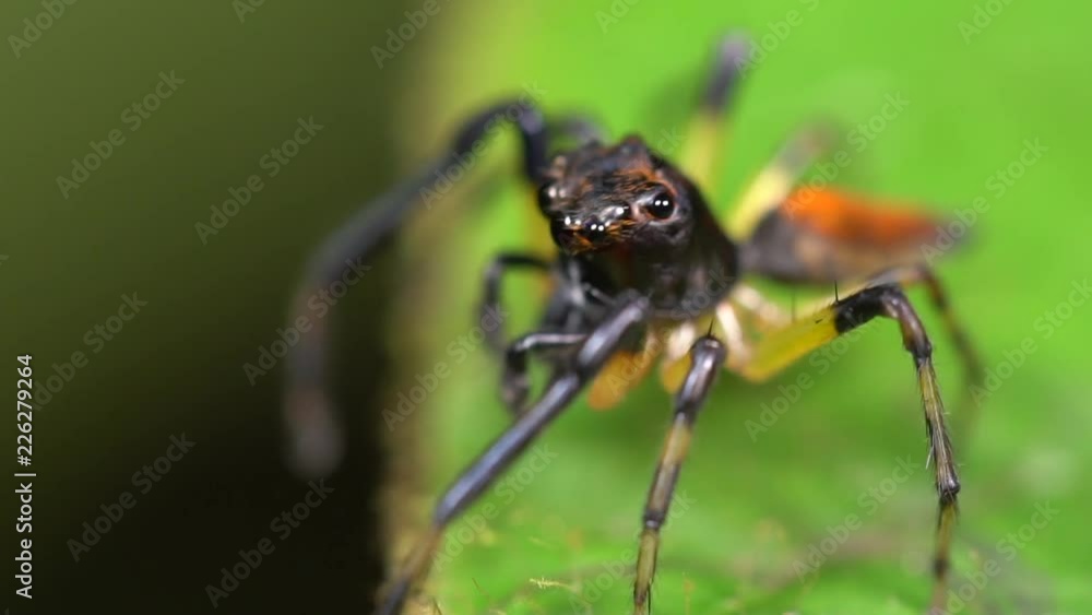 Jumping spider (family Salticidae) on a leaf in the rainforest understory, Ecuador. Jumping spiders have some of the best vision among arthropods and use it in courtship, hunting, and navigation. Jumping spider (family Salticidae) on a leaf in the rainforest understory, Ecuador. Jumping spiders have some of the best vision among arthropods and use it in courtship, hunting, and navigation.