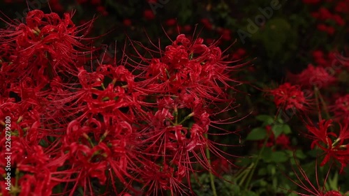 彼岸花, トラック