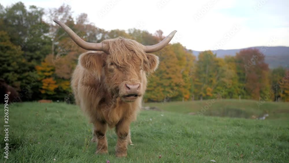 Scottish Highland Cow chewing grass on a hillside in Vermont, USA with fall foliage in the background. Scottish Highland Cow chewing grass on a hillside in Vermont, USA with fall foliage in the background.