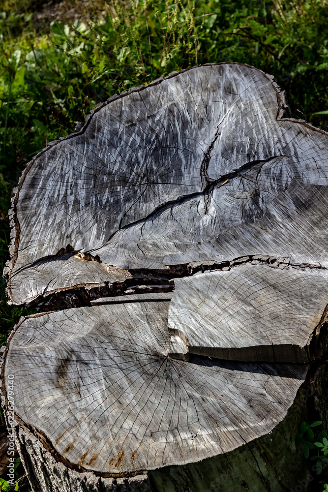 Close Up of the Face of an Aging Log Cut With a Chainsaw