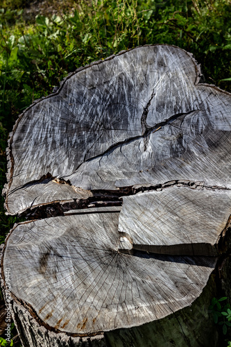 Obraz na płótnie Close Up of the Face of an Aging Log Cut With a Chainsaw w salonie