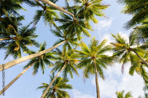 Tropical palm trees at Palm Cove beach