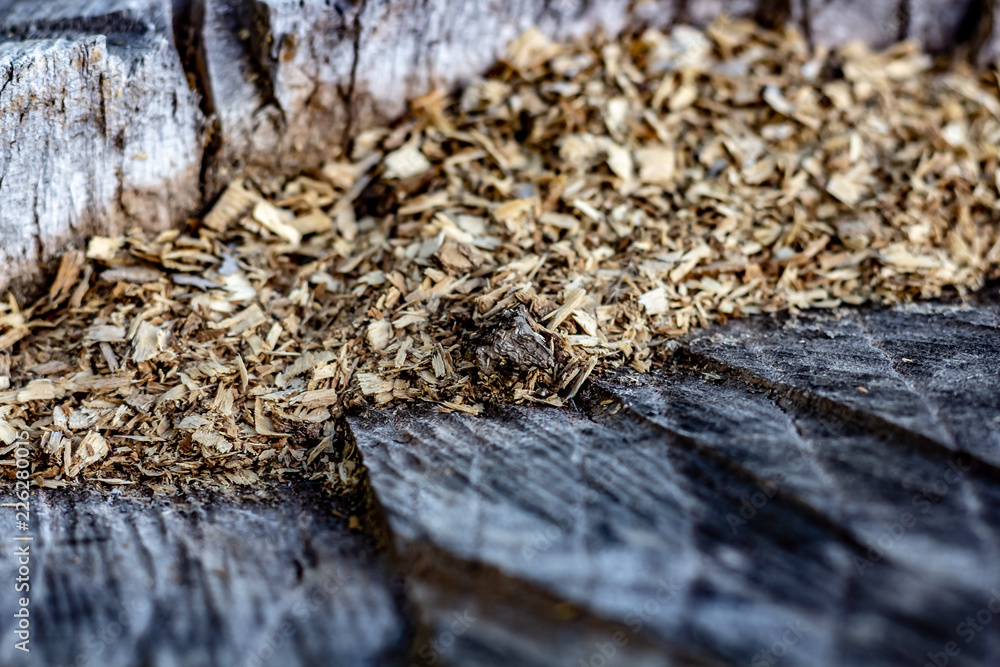 Close Up of an Old Tree Stump With Sawdust From Being Cut.