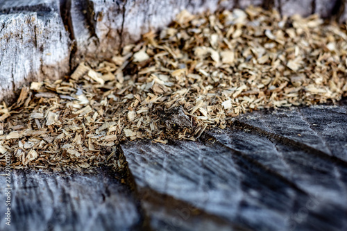 Close Up of an Old Tree Stump With Sawdust From Being Cut. photo