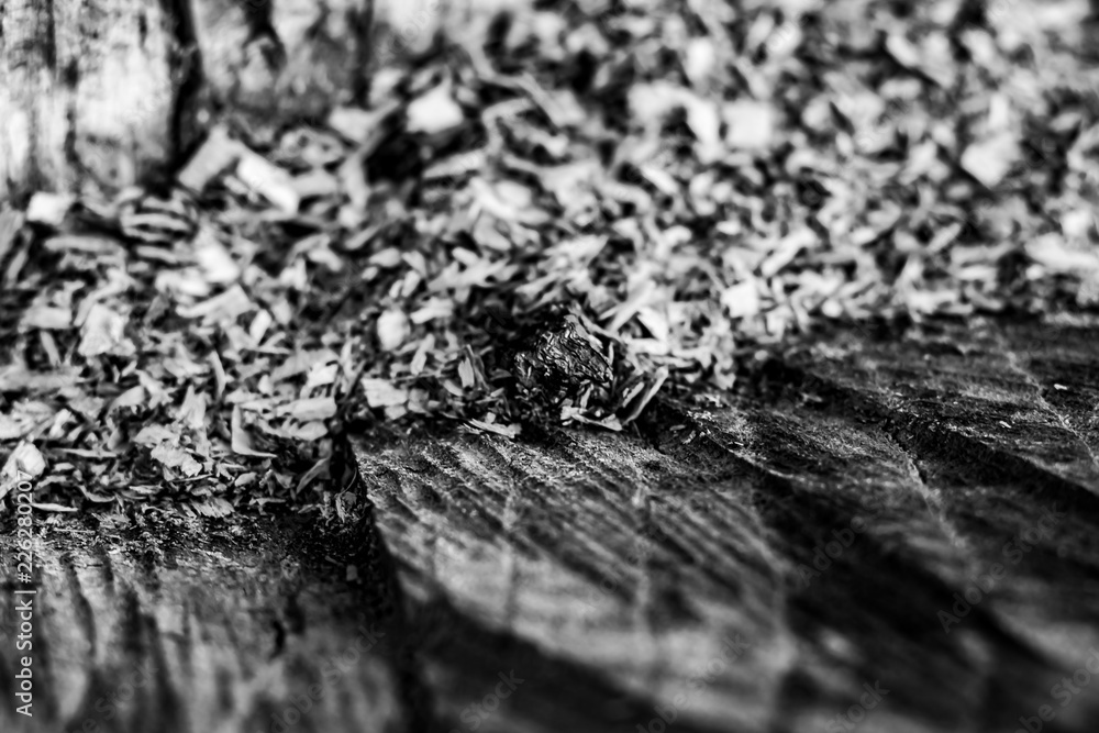 Black and White Close Up of an Old Tree Stump With Sawdust From Being Cut.