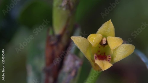 Orchid, Maxillaria sp. growing in tropical rainforest in the Ecuadorian Amazon photo