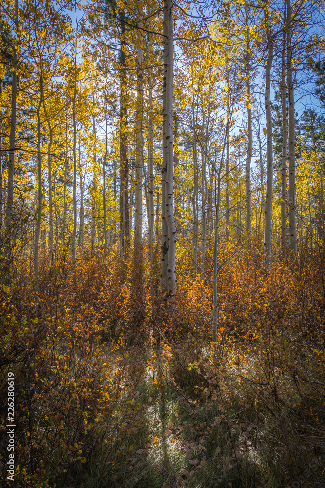 Aspen Grove