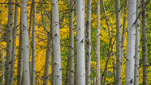 Aspen Grove