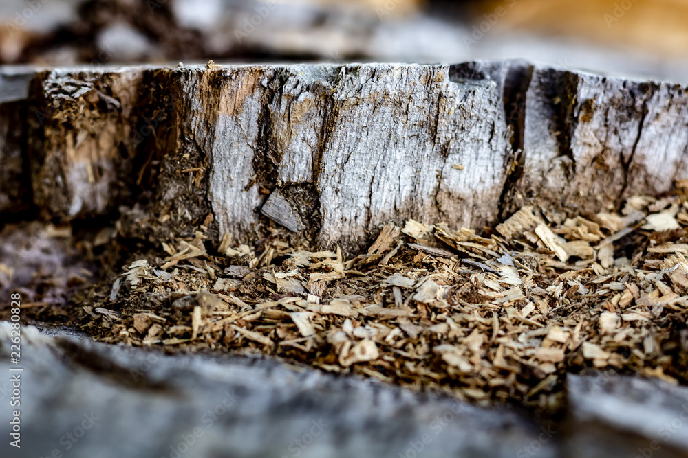 Close Up of an Old Tree Stump With Sawdust From Being Cut.