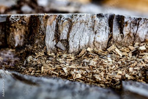 Obraz na płótnie Close Up of an Old Tree Stump With Sawdust From Being Cut. w salonie
