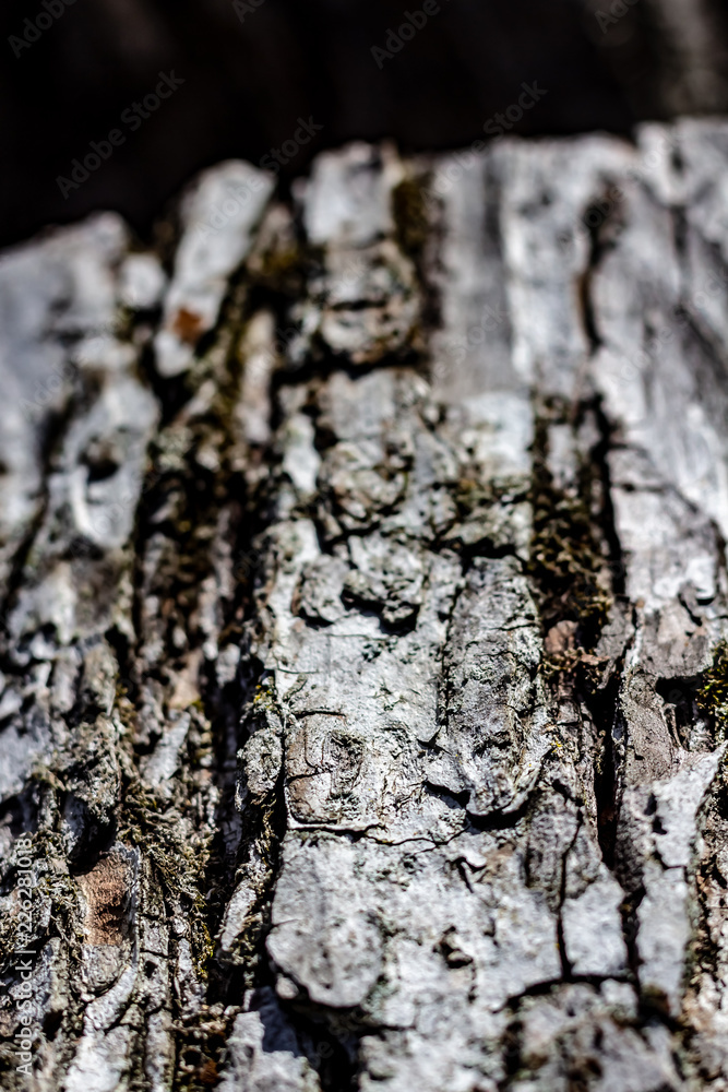 Close Up of Tree Bark on an Aging Log
