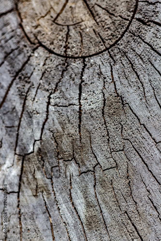 Close Up of the Face of an Aging Log Cut With a Chainsaw