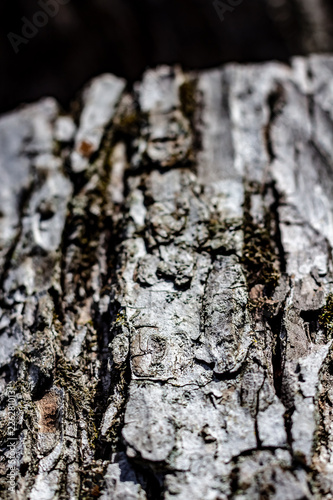 Obraz na płótnie Close Up of Tree Bark on an Aging Log w salonie