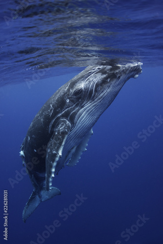 Humpback whales, Kingdom of Tonga. © wildestanimal
