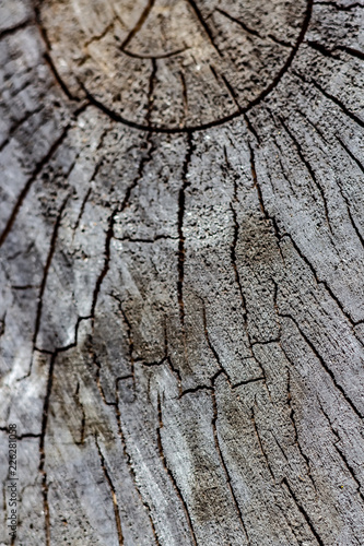 Obraz na płótnie Close Up of the Face of an Aging Log Cut With a Chainsaw w salonie