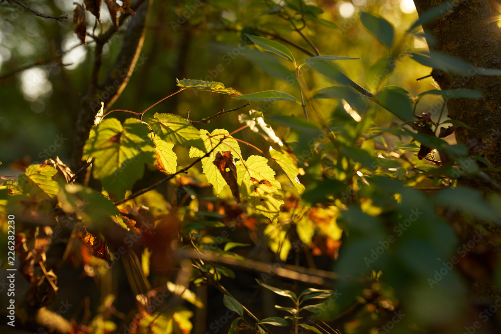 Fototapeta premium green leaves nature