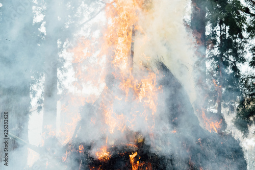 fire in the forest photo