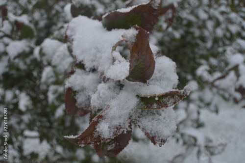 Early Snow