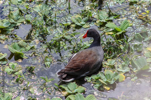 swamp hen in the wetlands of Florida photo