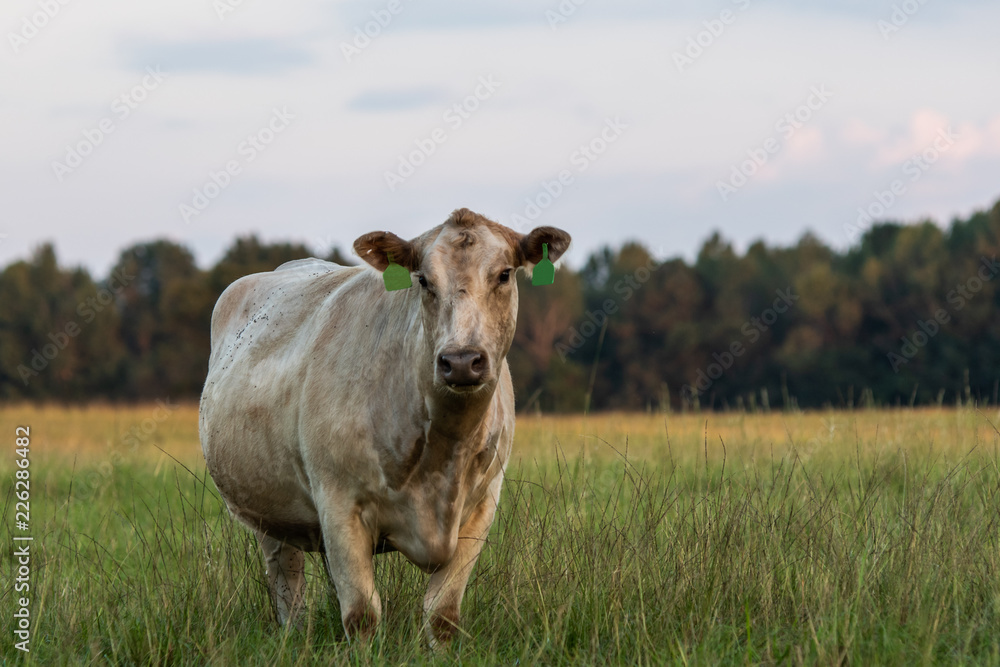 Lone white crossbred cow in tall pasture