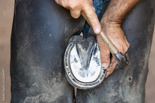 Canvas Print Farrier hammering a nail in a horse's hoof