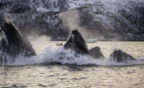 Humpback whales feeding on herring, northern Norway.