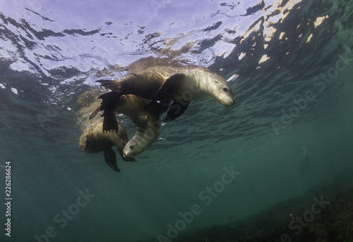 Australian sea lions, Neptune Islands, South Australia.