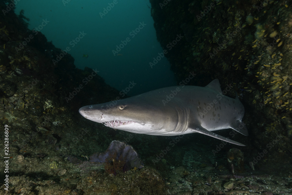 Fototapeta premium Ragged tooth shark, Aliwal Shoal, South Africa.