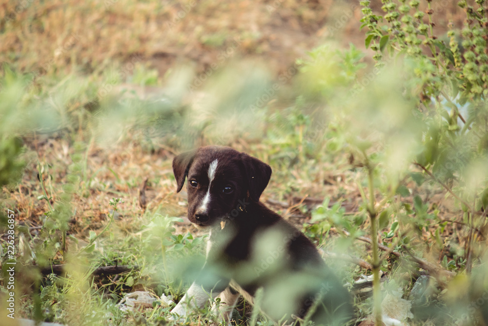 Puppy staring at camera